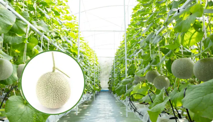 Vườn dưa lưới ở Định farm Vườn dưa lưới ở Định farm