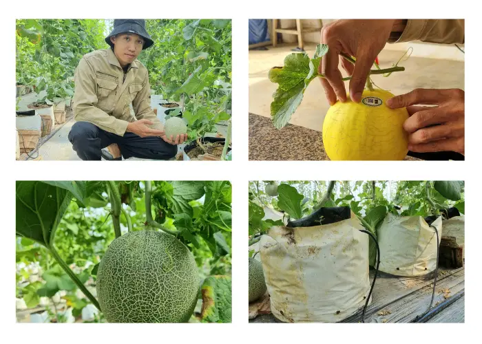 Vườn trồng dưa lưới của anh Hợp Vườn trồng dưa lưới của anh Hợp