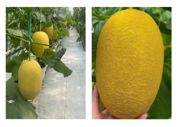Vườn trồng dưa lưới HQ Farm Vườn trồng dưa lưới HQ Farm
