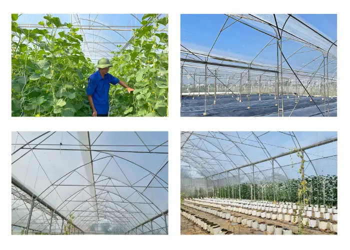 Vườn trồng dưa lưới của ông Vinh Vườn trồng dưa lưới của ông Vinh