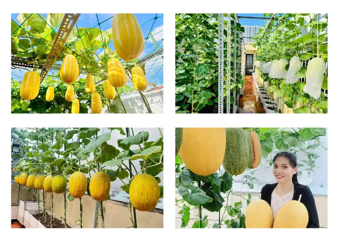 Khu vườn trồng dưa lưới của chị Ánh Khu vườn trồng dưa lưới của chị Ánh