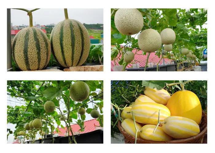 Vườn dưa lưới của chị Huyền ở Thanh Trì Vườn dưa trên sân thượng của chị Huyền