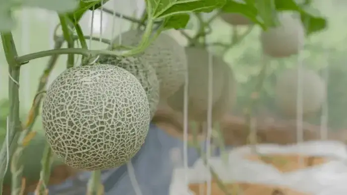 Trồng dưa lưới trồng ở đâu là tốt nhất? Dưa lưới được trồng ở những vùng nào