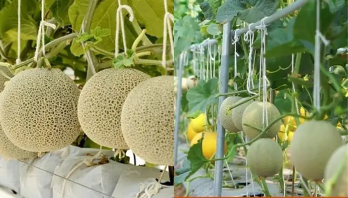 Trồng dưa lưới ở miền Bắc Trồng dưa lưới ở miền Bắc