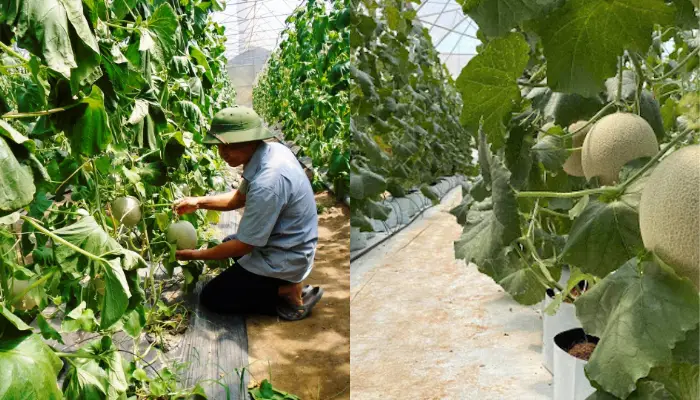 Trồng dưa lưới ở miền Nam Trồng dưa lưới ở miền Nam