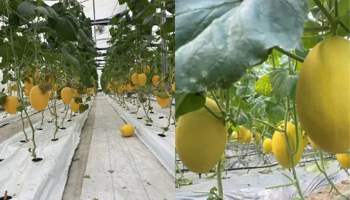 Điều kiện lý tưởng để cây dưa lưới sinh trưởng tốt Điều kiện lý tưởng để cây dưa lưới sinh trưởng tốt