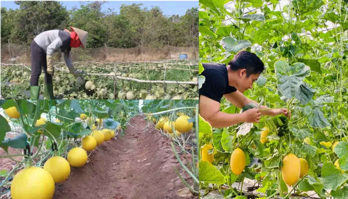 Các vùng trồng dưa lưới phổ biến Các vùng trồng dưa lưới phổ biến