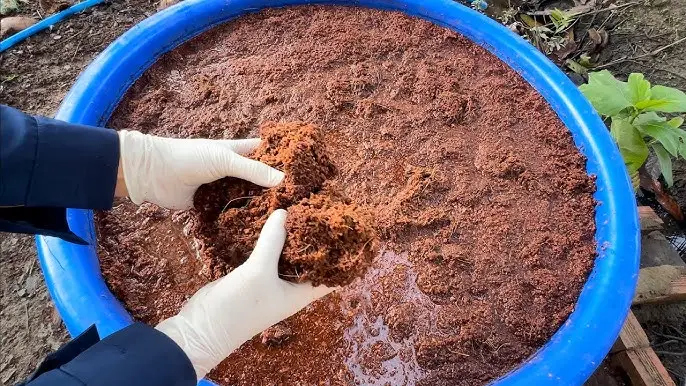 Ngâm nước nhằm loại bỏ chất chát (Tanin) Ngâm nước nhằm loại bỏ chất chát (Tanin)