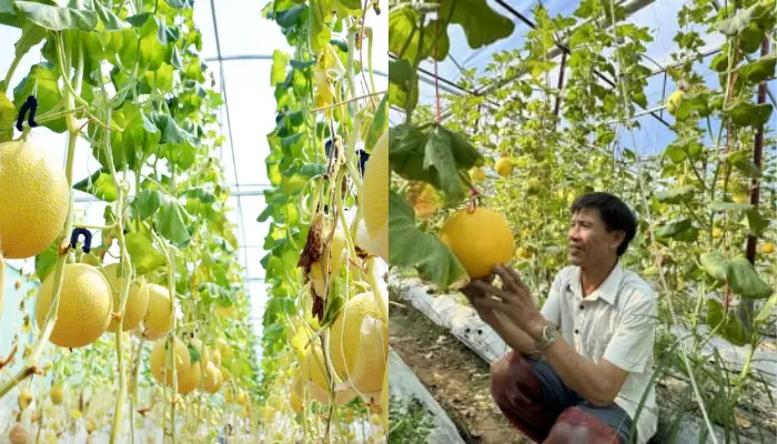 Hướng dẫn chăm sóc dưa lưới theo mùa vụ Hướng dẫn chăm sóc dưa lưới theo mùa vụ