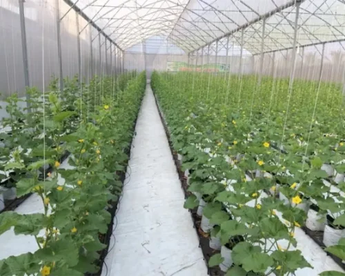 dua luoi nhat taki 692b9d6376cee