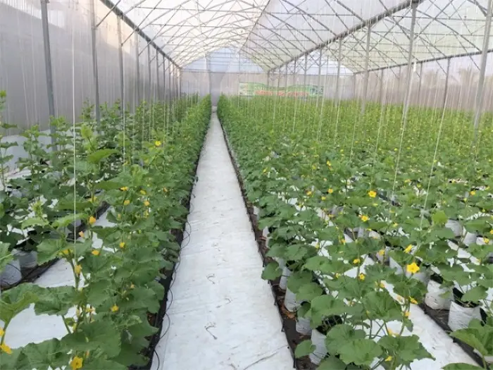 Quá trình trồng dưa lưới Nhật Taki Quá trình trồng dưa lưới Nhật Taki