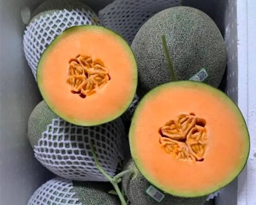 dua luoi nhat taki tgdl 692b9d647c074