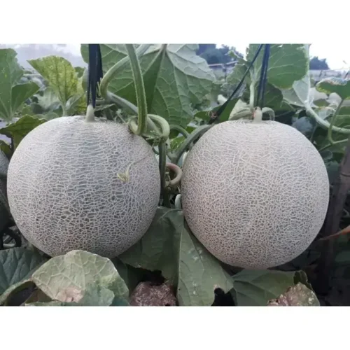 hat giong dua luoi madesta chat luong cao 683aa13df1440