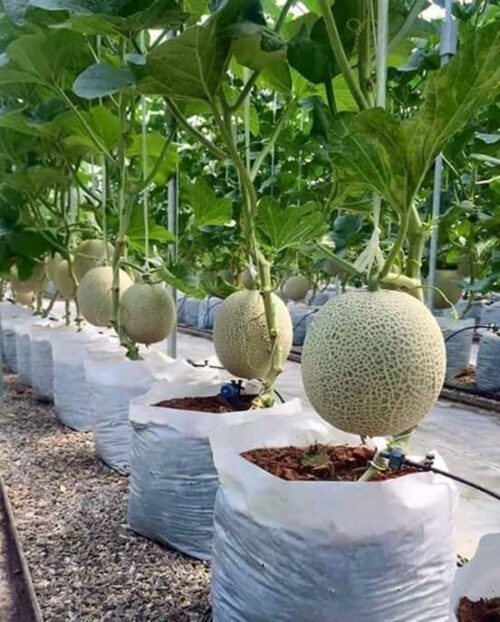 luong nuoc tuoi dua luoi giup dat nang suat cao 6834c0f26d49f
