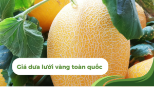 the gioi dua luoi thumb 1 5 1