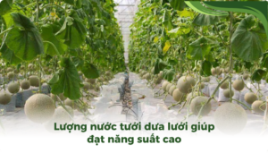 the gioi dua luoi thumb 2
