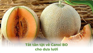 the gioi dua luoi thumb 2 4