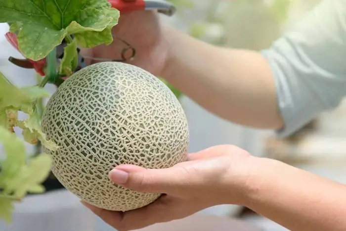 Hình dạng quả Hình dạng quả cũng góp phần nhận diện dưa lưới chất lượng