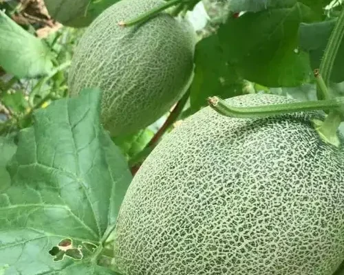 hat giong dua luoi dai loan 684f8b24c932e