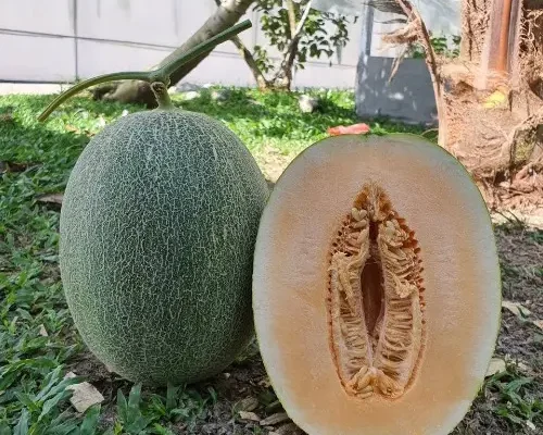 hat giong dua luoi dai loan 684f8b24eda3b