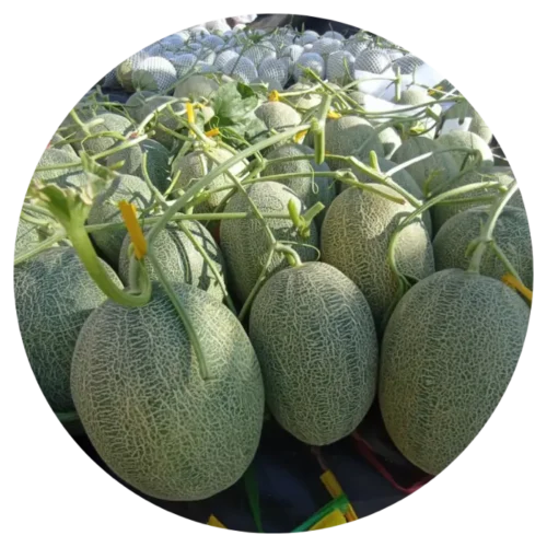 hat giong dua luoi moon 146 6846c4c068e17