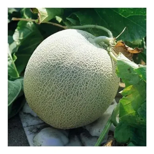 hat giong dua luoi reiwa 6846ce121886e