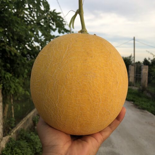 hatgiongdongtam.com 132146565126302445 e1750720260266