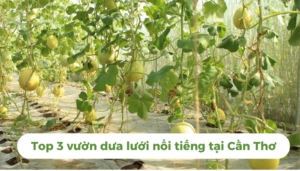 the gioi dua luoi thumb 1 1 3