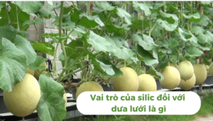 the gioi dua luoi thumb 1 2