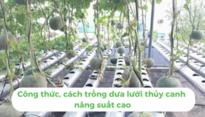 the gioi dua luoi thumb 1 3 1