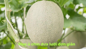 the gioi dua luoi thumb 1 5 1