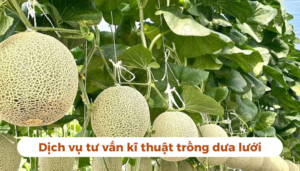 the gioi dua luoi thumb 1 5