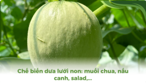 the gioi dua luoi thumb 2 1 2