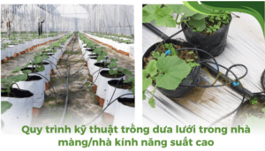 the gioi dua luoi thumb 2 1