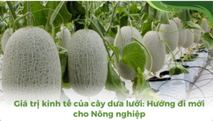 the gioi dua luoi thumb 2 2