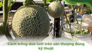 the gioi dua luoi thumb 2 6