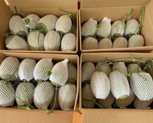 thung hop dung dua luoi carton in theo yeu cau 685628f8d6c5a