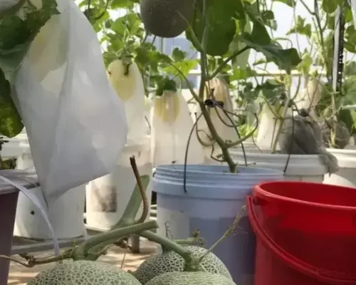 tui boc dua luoi 684a5d0bac3d3