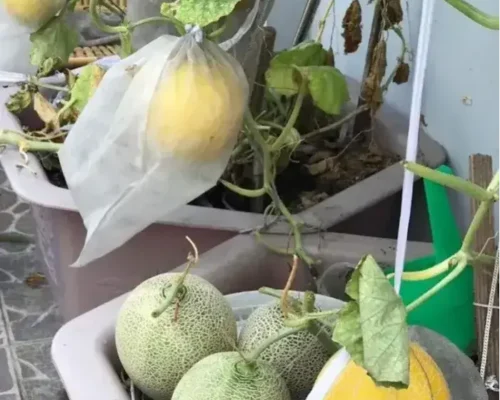 tui boc dua luoi 684a5d0baeb59