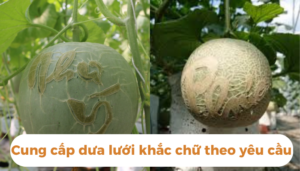 the gioi dua luoi thumb 1