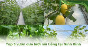 the gioi dua luoi thumb 2 2