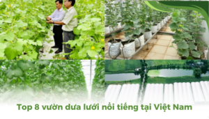 the gioi dua luoi thumb 2