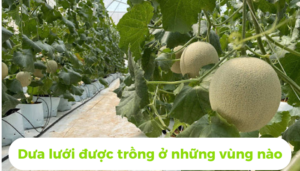 the gioi dua luoi thumb 1 15