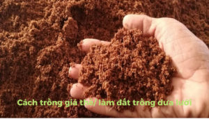 the gioi dua luoi thumb 1 16
