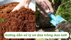 the gioi dua luoi thumb 1 17