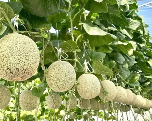 dua luoi takiyama 692b9f22cdae5