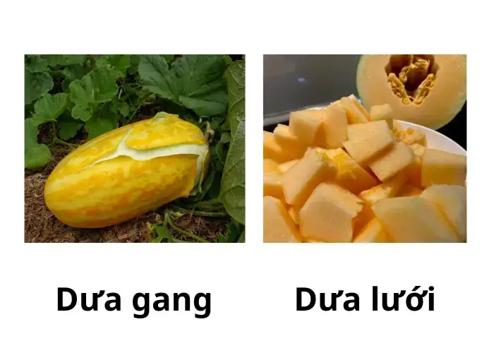 Bí quyết chọn mua dưa gang và dưa lưới