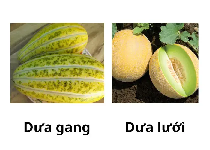 Hình dáng, màu sắc của dưa gang và dưa lưới