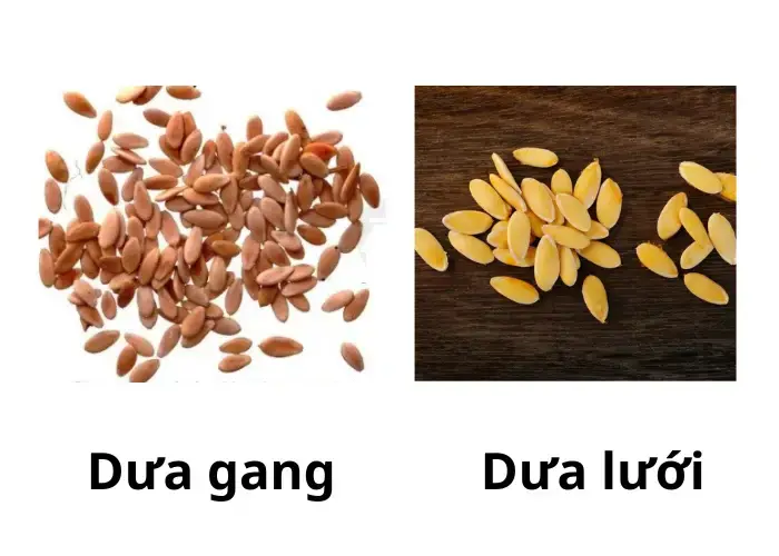 Hạt giống dưa gang và dưa lưới