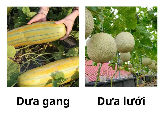 Cách trồng dưa gang và dưa lưới